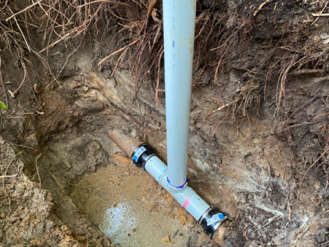 Tree roots in drain