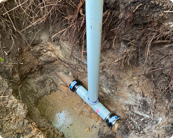 Tree roots in drain