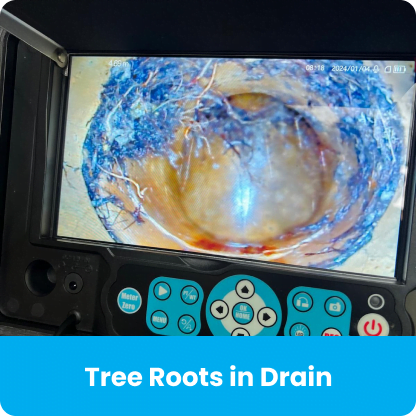 Tree Roots in Drain